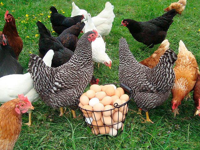 Содержание кур и уход за ними | ЗооТом - продажа, вязка и услуги для животных в Солнечнодольске