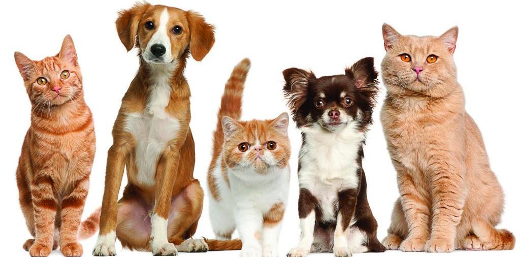 Доска объявлений о животных | ЗооТом - продажа, вязка и услуги для животных в Солнечнодольске