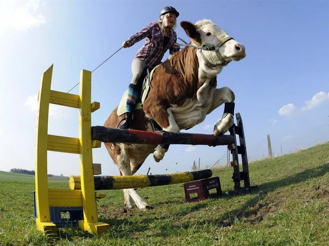 Статьи о коровах в Солнечнодольске | ЗооТом портал о животных