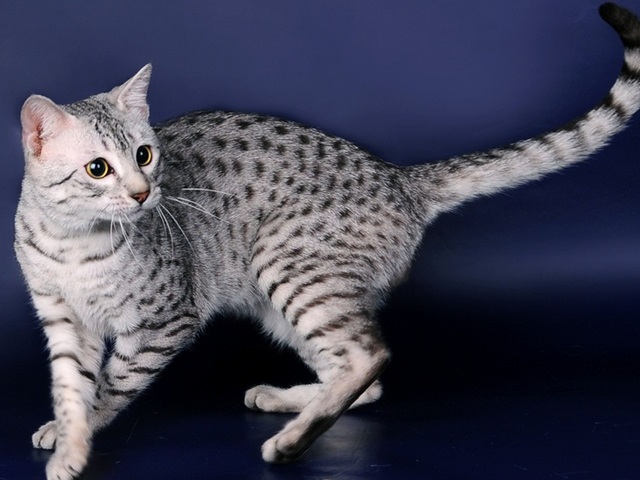 Породы кошек в Солнечнодольске | ЗооТом портал о животных