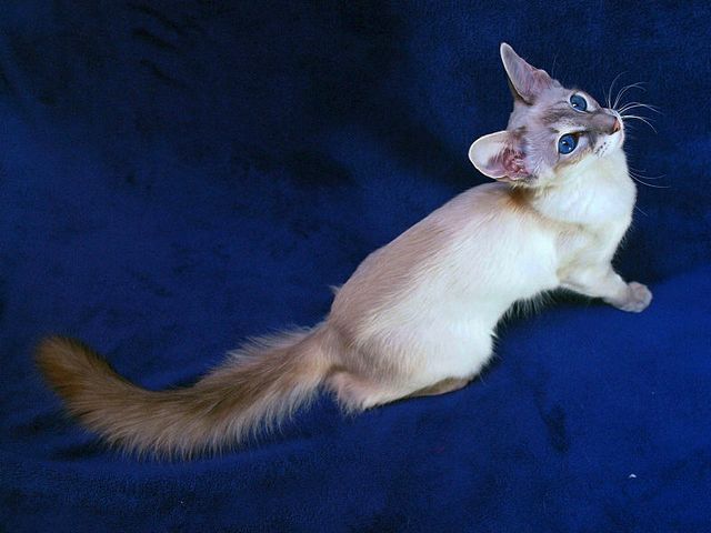 Выведенные породы кошек в Солнечнодольске | ЗооТом портал о животных