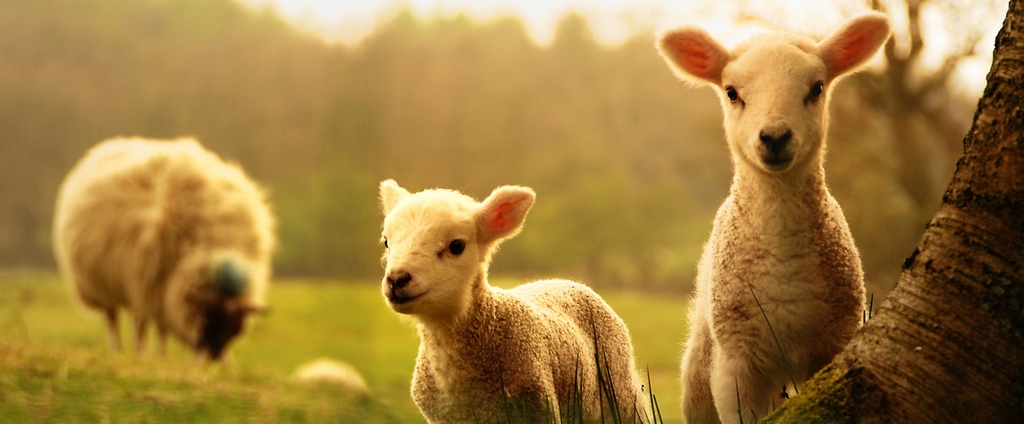 Объявления о сельскохозяйственных животных | ЗооТом - продажа, вязка и услуги для животных в Солнечнодольске