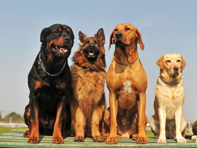 Крупные породы собак в Солнечнодольске | ЗооТом портал о животных