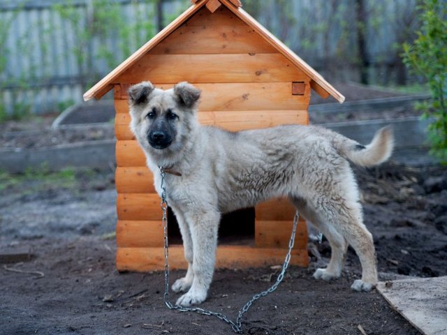 Все о собаках в Солнечнодольске Все о собаках в Солнечнодольске